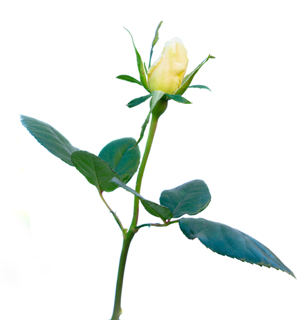 garden rose bud isolated on white backgroundの写真素材