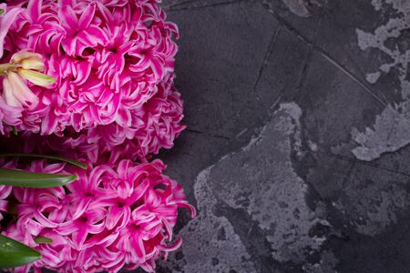 Gardening concept with hyacinth fresh flowers on dark gray background, top view with copy spaceの写真素材