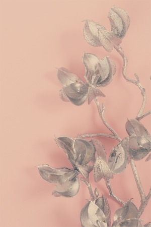 Magnolia silver flowers on plain pink background, retro tonedの写真素材