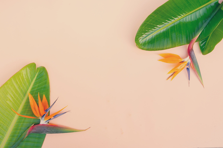Summer flat lay scenery with tropical leaves and strelizia flower on pink background with copy space, retro tonedの写真素材