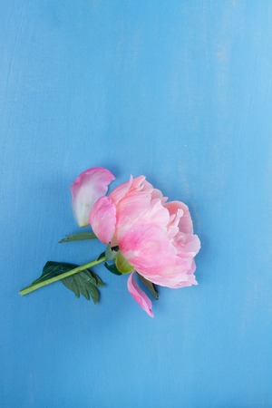 Fresh peony flower with copy space on blue background, flat layの写真素材