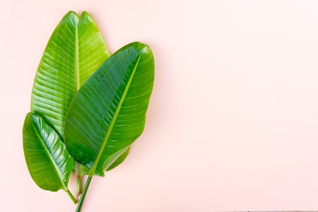 Summer flat lay top view scenery with tropical banana leaves on pink background banner with copy...