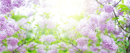 Blooming light violet lilac flowers with green leaves in garden bannerの写真素材