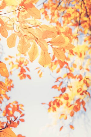 fall yellow leaves on the sun, natural background, retro tonedの写真素材