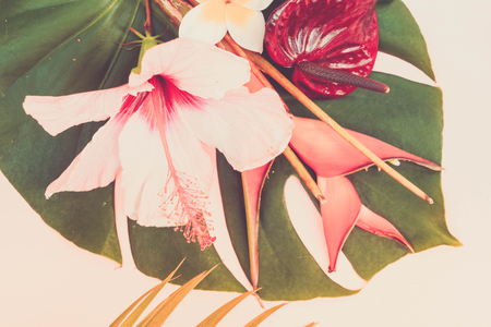 Tropical green fresh monstera leaf and exotic flowers close up on pinkの写真素材