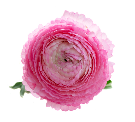 Pink rununculus flower bud isolated on white backgroundの写真素材