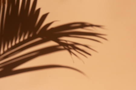 Summer scenery with tropical palm leaves shadows on orange background with copy spaceの写真素材