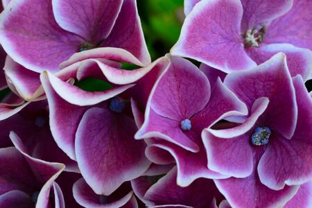 violet hortenzia flowers, close up floral background