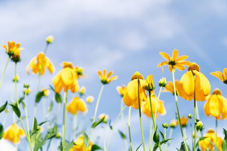 Yellow flowers over blue summer sky