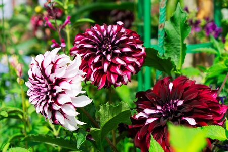 Dahlia flowers garden, summer floral