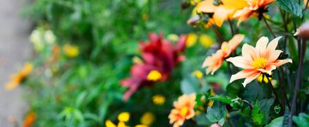 Flowers in summer garden, wide web bannerの写真素材