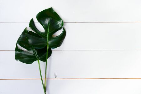 Summer flat lay scenery with tropical leaves on white background with copy spaceの写真素材