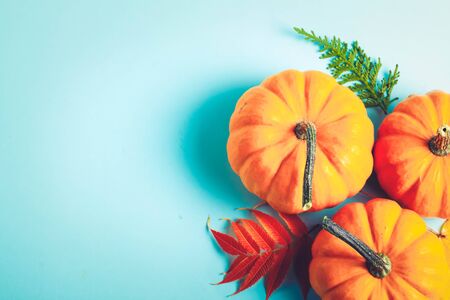 orange pumpkins and leaves on blue background with copy space, retro tonedの写真素材