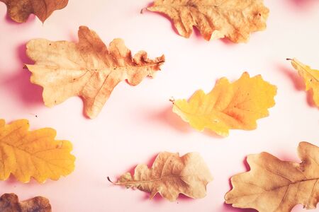 Fall oak leaves on pink flat lay autumn background, retro toned