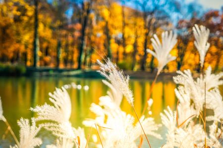 Fall lansdcape with pond and autumnal dry plants, fall seasonal background, retro tonedの写真素材