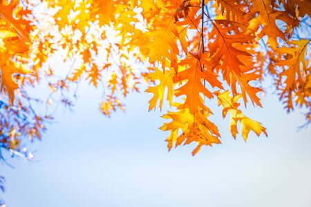 fall yellow oak leaves bokeh background with sun beams on blue, retro toned
