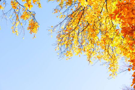fall yellow leaves on the sun, natural background, copy space on blue skyの写真素材