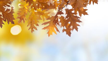 oak leaves on autumn garden, bokeh background with sun beams and lights web banner