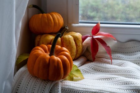 fall leaves on windowsill, autumn view in background