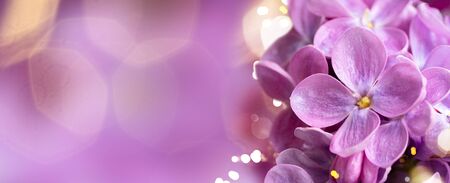 Fresh lilac flowers over violet background, web banner with copy spaceの写真素材