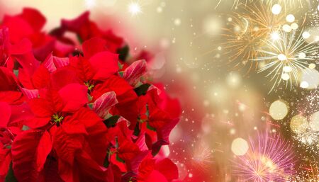 scarlet poinsettia flower or christmas star on festive background with fireworks