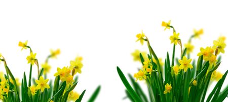 Yellow daffodil flowers border over white backgroundの写真素材