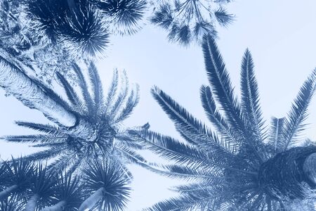 tropical palm trees on sky background, retro tonedの写真素材