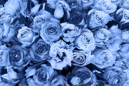 Rose and eustoma fresh pink flowers bouquet in in classic blue color close up backgroundの写真素材