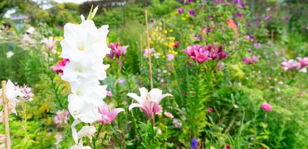 Sword Lilly pink and violet flowers growing in gardenの写真素材