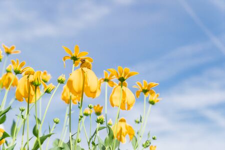 doronikum yellow flowers over blue summer skyの写真素材