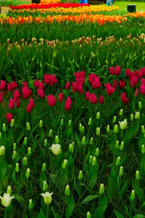 floral background - fresh spring lawn with rows of colorful blooming tulips flowersの写真素材