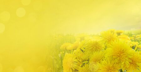 Bunch of Yellow fresh dandelions border, summer meadow in background , web banner format with copy spaceの写真素材