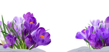 Blue crocuses fresh flowers isolated on white background