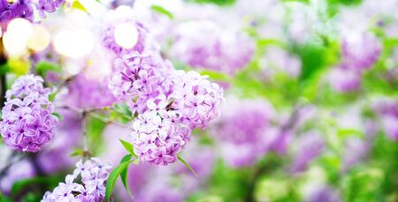 Blooming light violet lilac flowers with green leaves in garden, web banner format