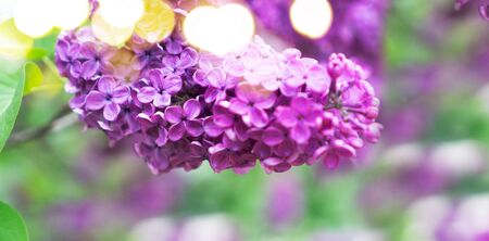 Blooming violet lilac flowers on defocused garden