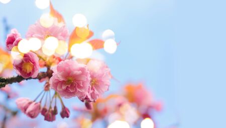 Cherry tree blossom on blue sky background, web bannerの写真素材