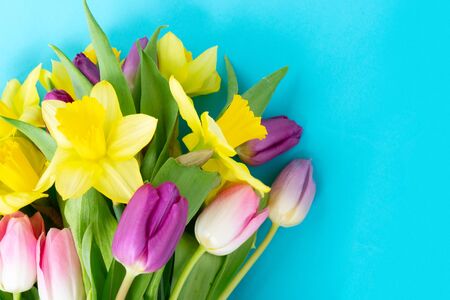 tulips and daffodils flowers over plain blue background close upの写真素材