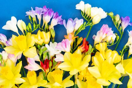 blooming daffodils, hyacinth and freesia flowers over blue backgroundの写真素材