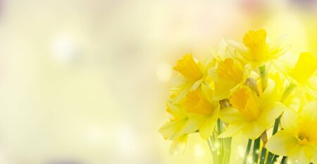 bouquet of daffodils flowers over defocused garden background, web banner formatの写真素材