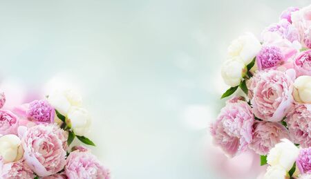 Fresh peony flowers pink and white flowers over blue background, web banner with copy spaceの写真素材
