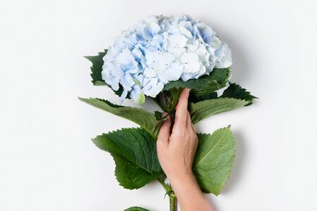 Someone's hand holding hydrangea blue flowers over white backgroundの写真素材