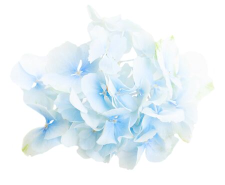 Hydrangea blue flowers isolated on white background