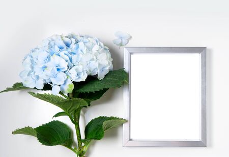 hydrangea blue flowers over white background, top view with copy space on frame