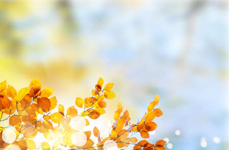 Fresh yellow fall tree foliage on pale cloudy sky backgroundの写真素材