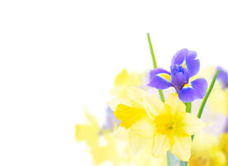 daffodil and iris flowers over white background