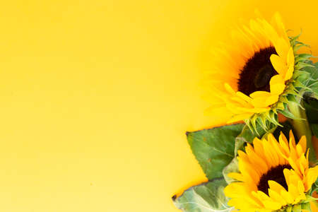 Sunflowers fresh flowers close up on yellow background with copy space, naturall fall flowers backgroundの写真素材