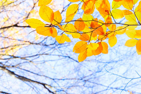 fall yellow leaves and branches on the sky, natural background