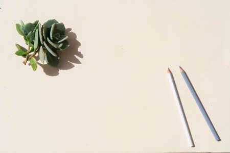 summer stationery mock-up scene. Sussulent plant and pencils on beige textured table background.の写真素材