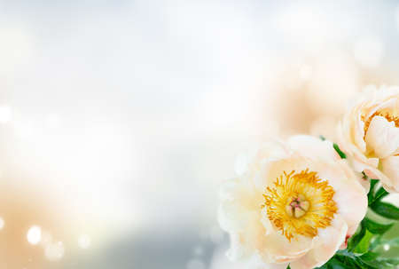 Beautiful peony flowers over gray defocused background with copy spaceの写真素材