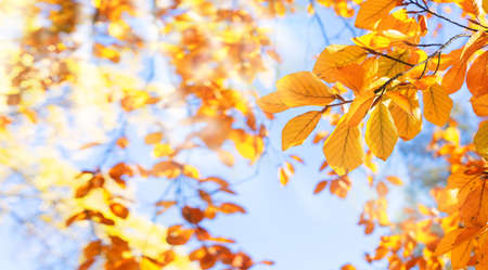 fall yellow leaves on the sunny pale sky background, fall natural seasonal background, web banner...